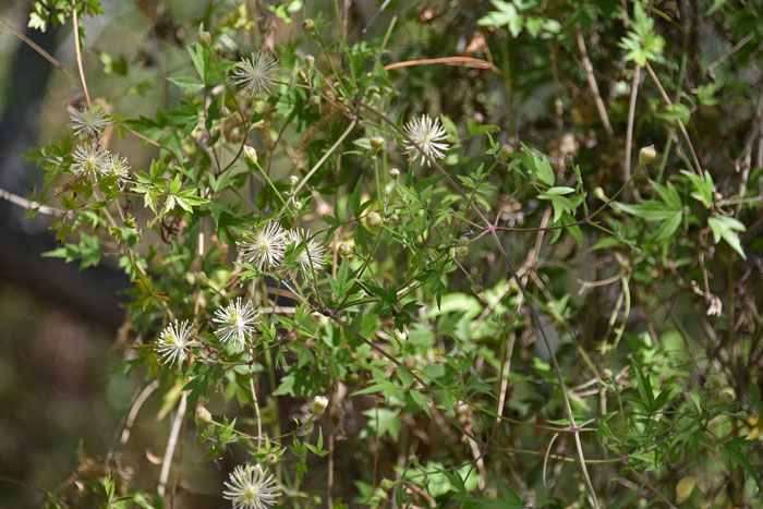 Clematis drummondii, Drummond's Clematis